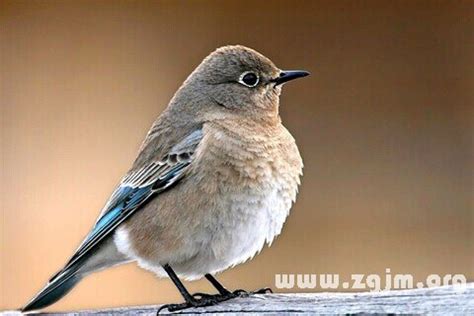 夢到幼鳥|夢見鳥類